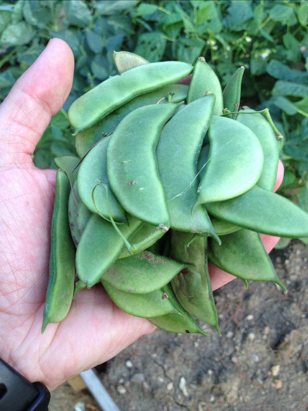 Planthub Flat Lima Bean, Phaseolus Lunatus, Sem/Bakla/Hurulee Kai Vegetable Seed - Pack of 25 Seeds. (B07RNMH8HD) Amazon Price History, Amazon Price Tracker