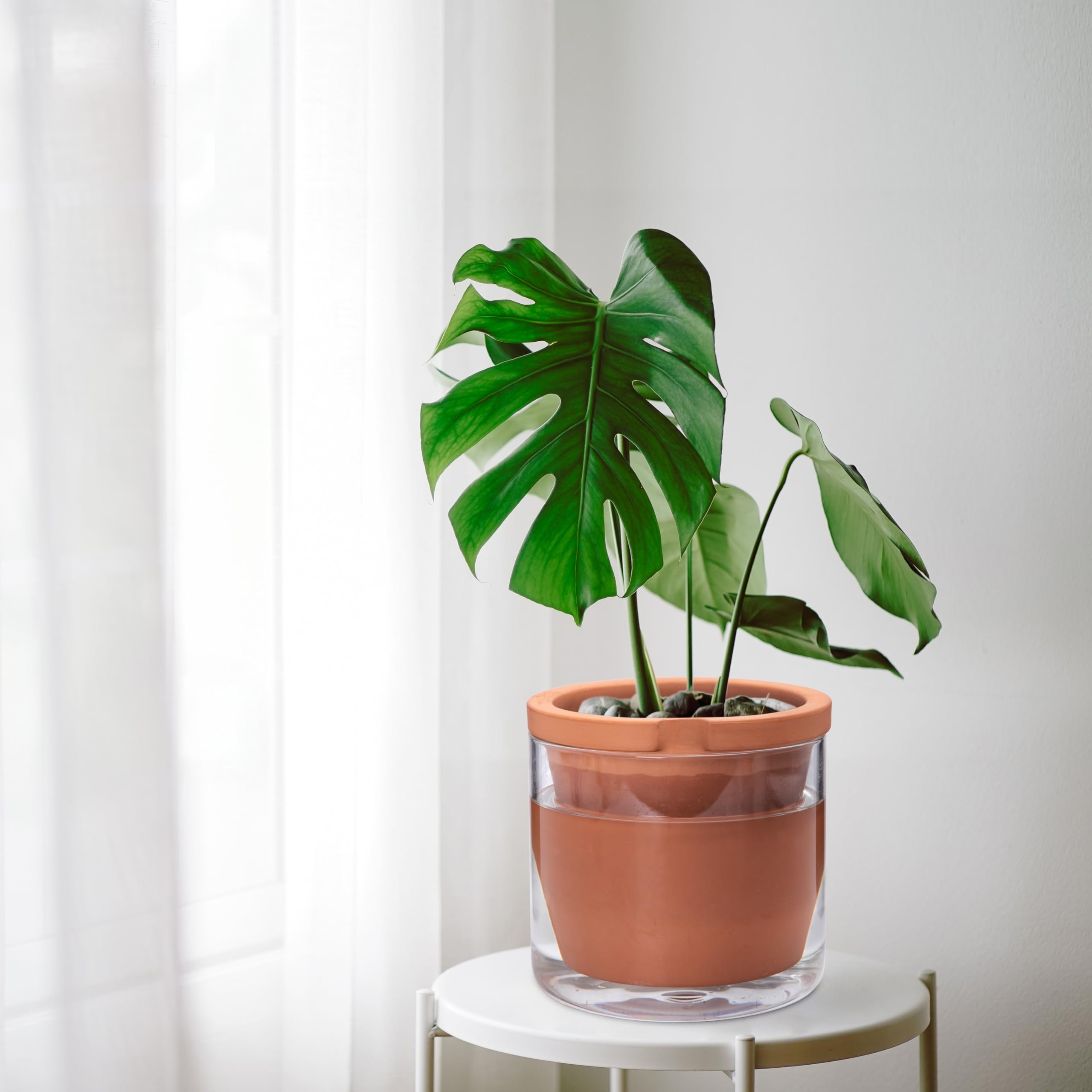 philodendron verrucosum bosco Philodendron Verrucosum 'Angel' main image 1