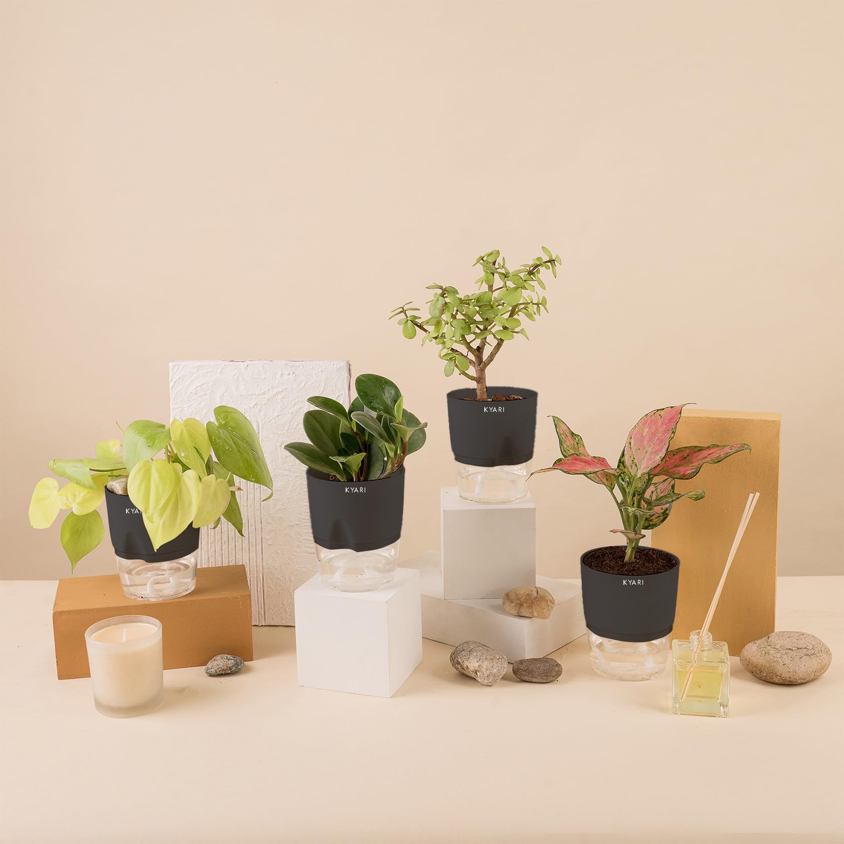 KYARI A Pink Valentine-Jade-Golden Money-Peperomia Green Combo of 4 Indoor Plants for Living Room | Live Plants | Plants with Grey Pot for Home Air purifier plants | Plants for Home Decor & Garden (B0CHYWPB83) Amazon Price History, Amazon Price Tracker