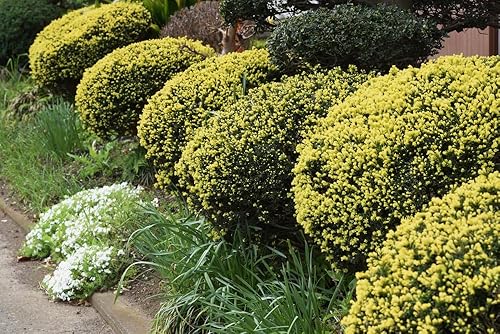 Miniatura 2 de 30 semillas de tejo japonés - Taxus cuspidata- Arbusto de hoja perenne con frutos rojos brillantes