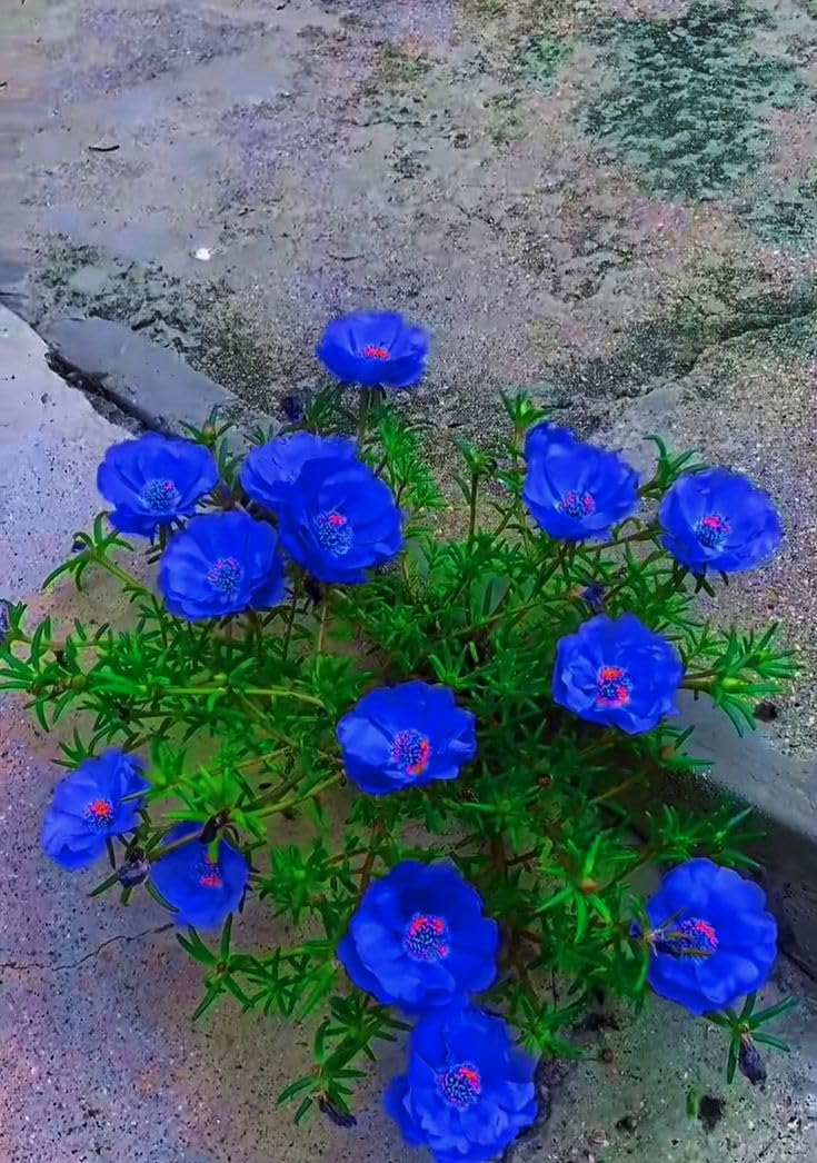 Blue Hibiscus Plant - Sky Blue Flowers FREE SHIPPING -3 Blue Hibiscus Plant - Sky Blue Flowers FREE SHIPPING -3