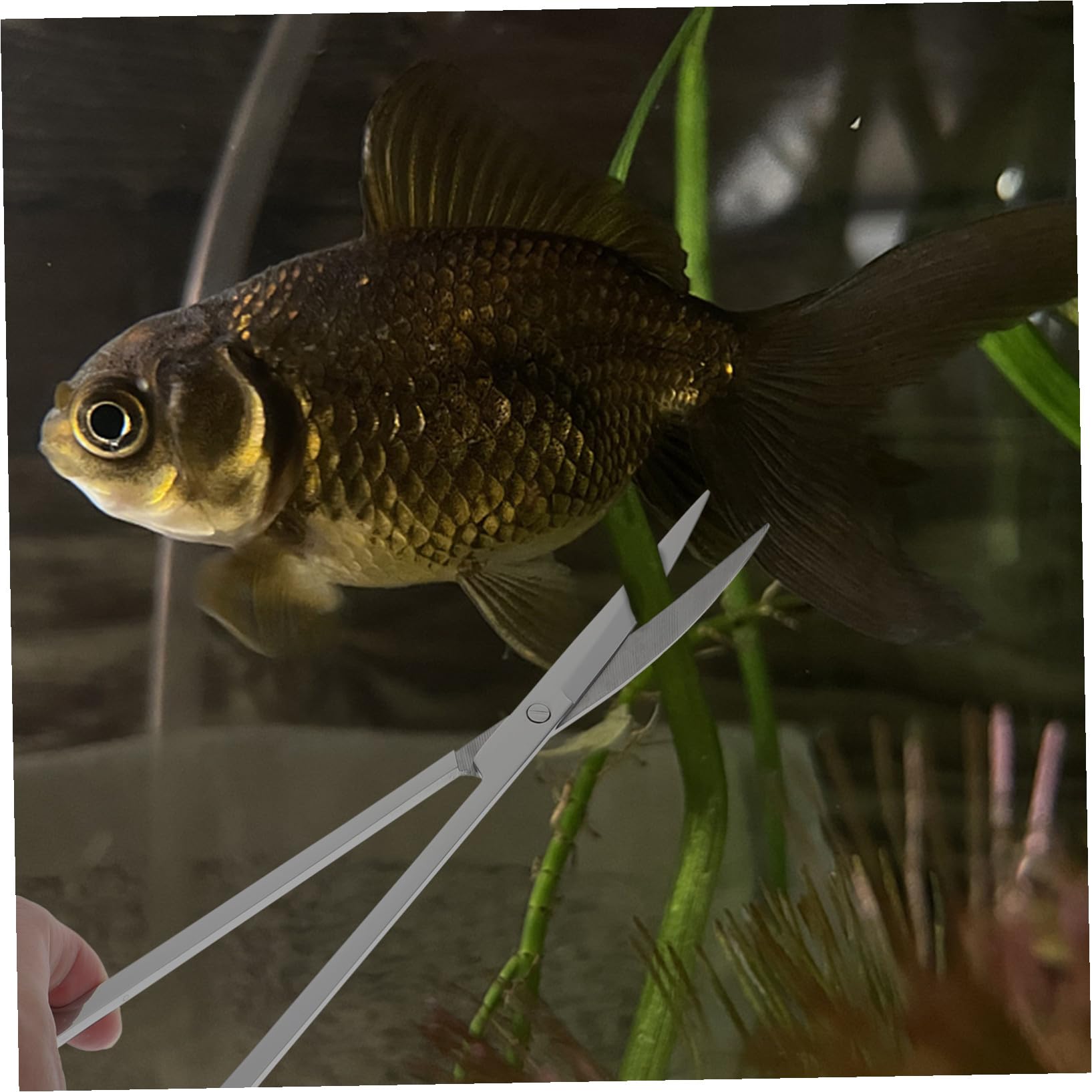 BESTonZON Tijeras para Césped Acuático Pinzas Largas para Acuario Pala de Acero Inoxidable para Acuario Suministros para Mantenimiento y Limpieza de Sustrato