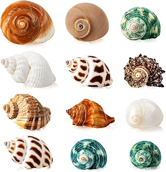 12PCS Hermit Crab Shells | Natural Sea Conch Size 1.6 "-3.2" | Growth Turbo for Small to Medium and Large Crabs Supplies and Saltwater Hermit Crab Supplies and Sea Shell for Beach Decor