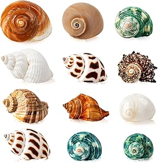WeDoSoy 12-piece assorted hermit crab shells