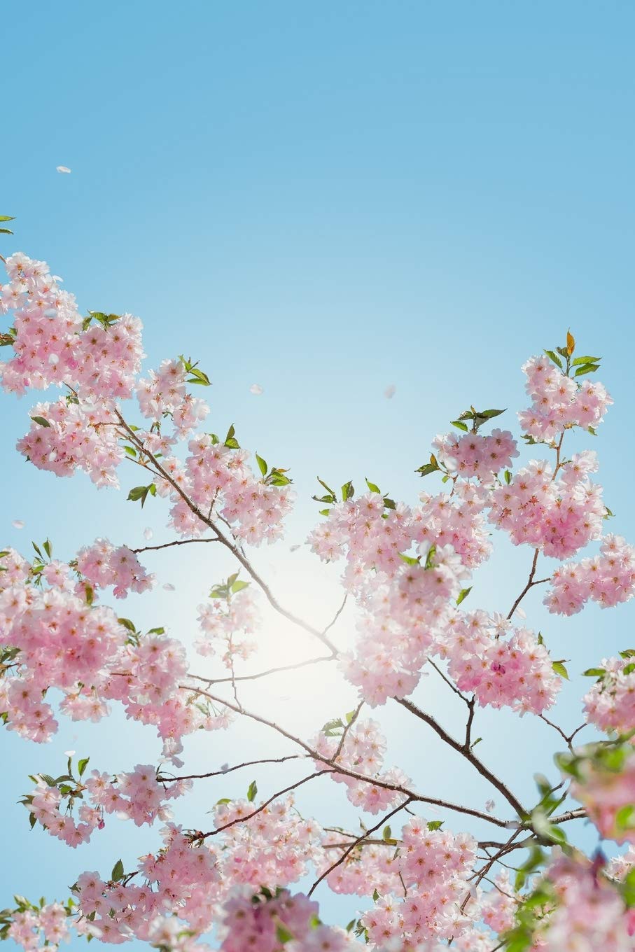 Spring Cherry Blossom Notebook - Beautiful Japanese Sakura - 120 Lined Pages Journal