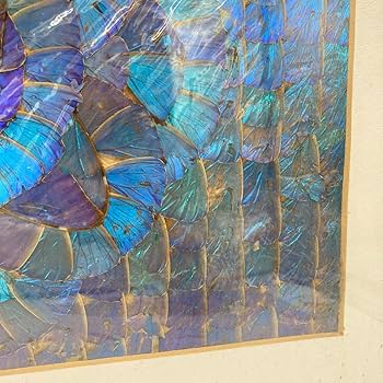 モルフォ蝶（標本　アート） Amazon.co.jp: レア モルフォ蝶 標本 アート 美術 芸術 昆虫 チョウ