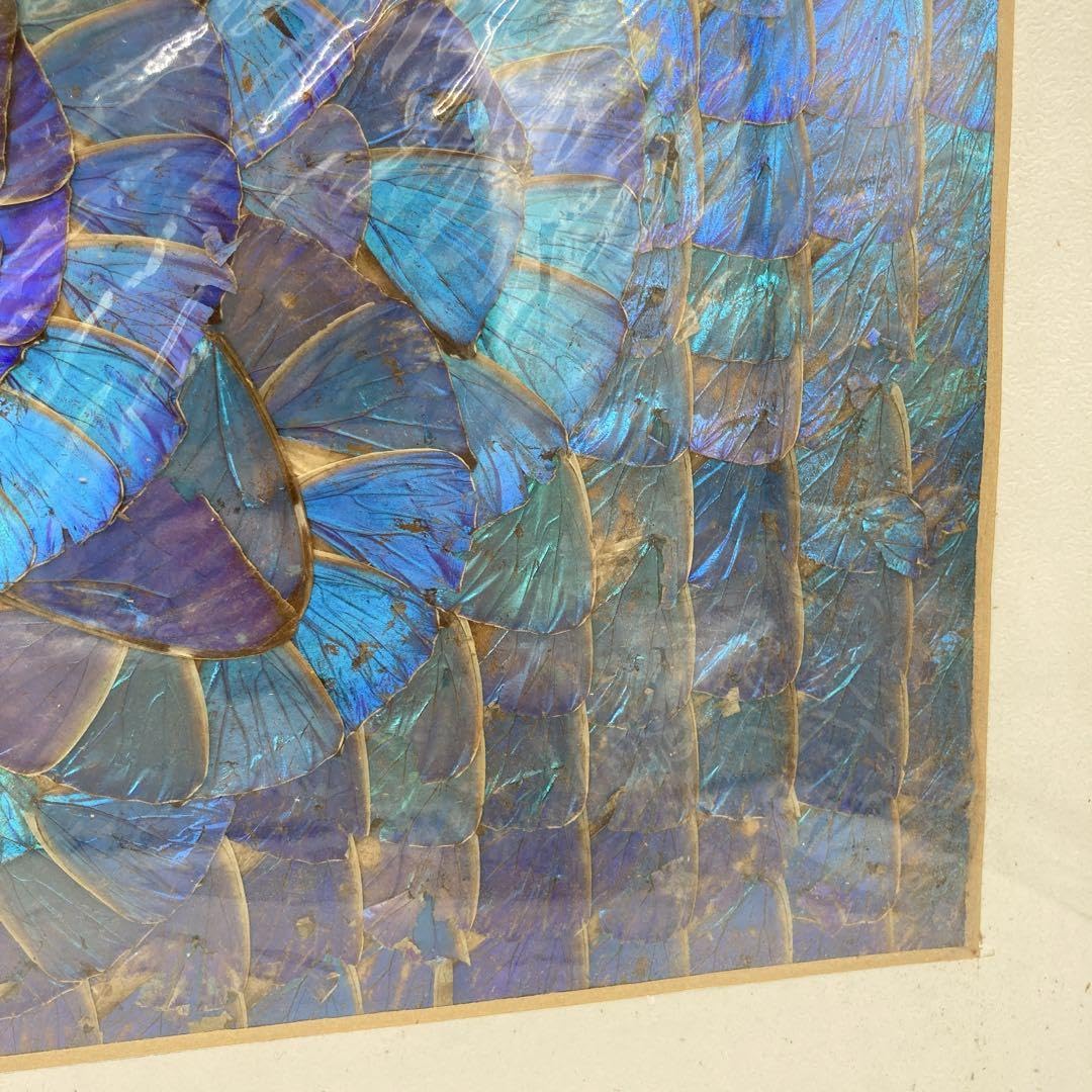 Amazon.co.jp: レア モルフォ蝶 標本 アート 美術 芸術 昆虫