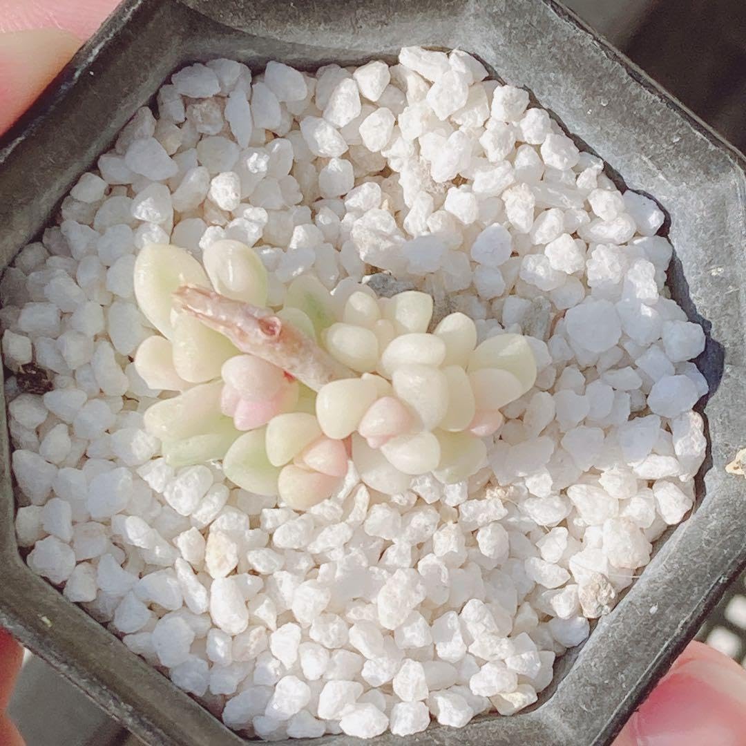 Amazon.co.jp: 123 Succulent Plants Milinae Nishiki Final Beautiful