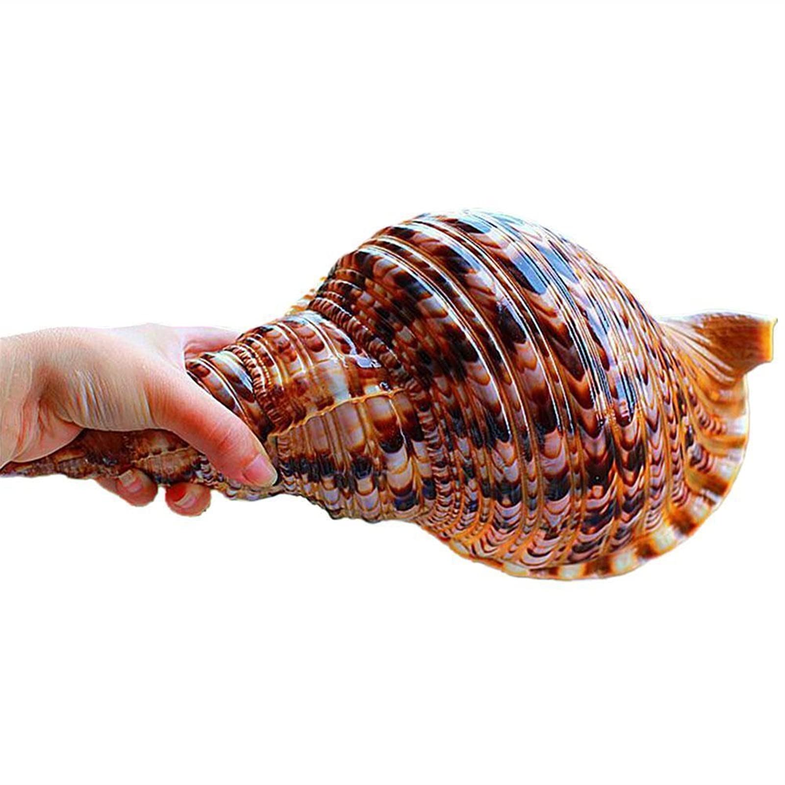 Buy Natural Snail Shell Purple Mouth Phoenix Snail Collection