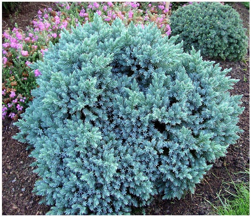[x3] Dwarf Conifer Juniperus Squamata 'Blue Star' | Multi-Pack | Evergreen Shrubs | Outdoor Garden Ready Plants