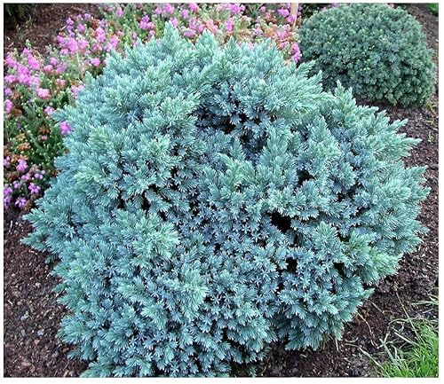 GrowOn Shrubs [2 Litre] Dwarf Conifer Juniperus Squamata 'Blue Star' | Evergreen Shrub | Outdoor Garden Ready Plant