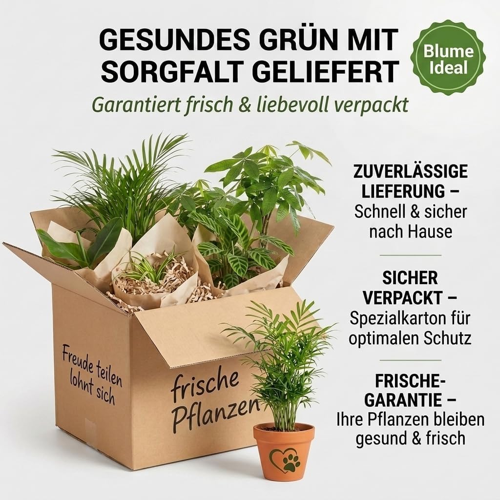 “Katzenliebhaber” Pflanzenset + 5x Zinktopf | 5er-Set | Katzengras, Bergpalme, Areca, Grünlilie, Calathea | ca. 30-50 cm | Ø 12-15 cm Topf | Pflegeleichte Zimmerpflanzen für Wohnung und Büro