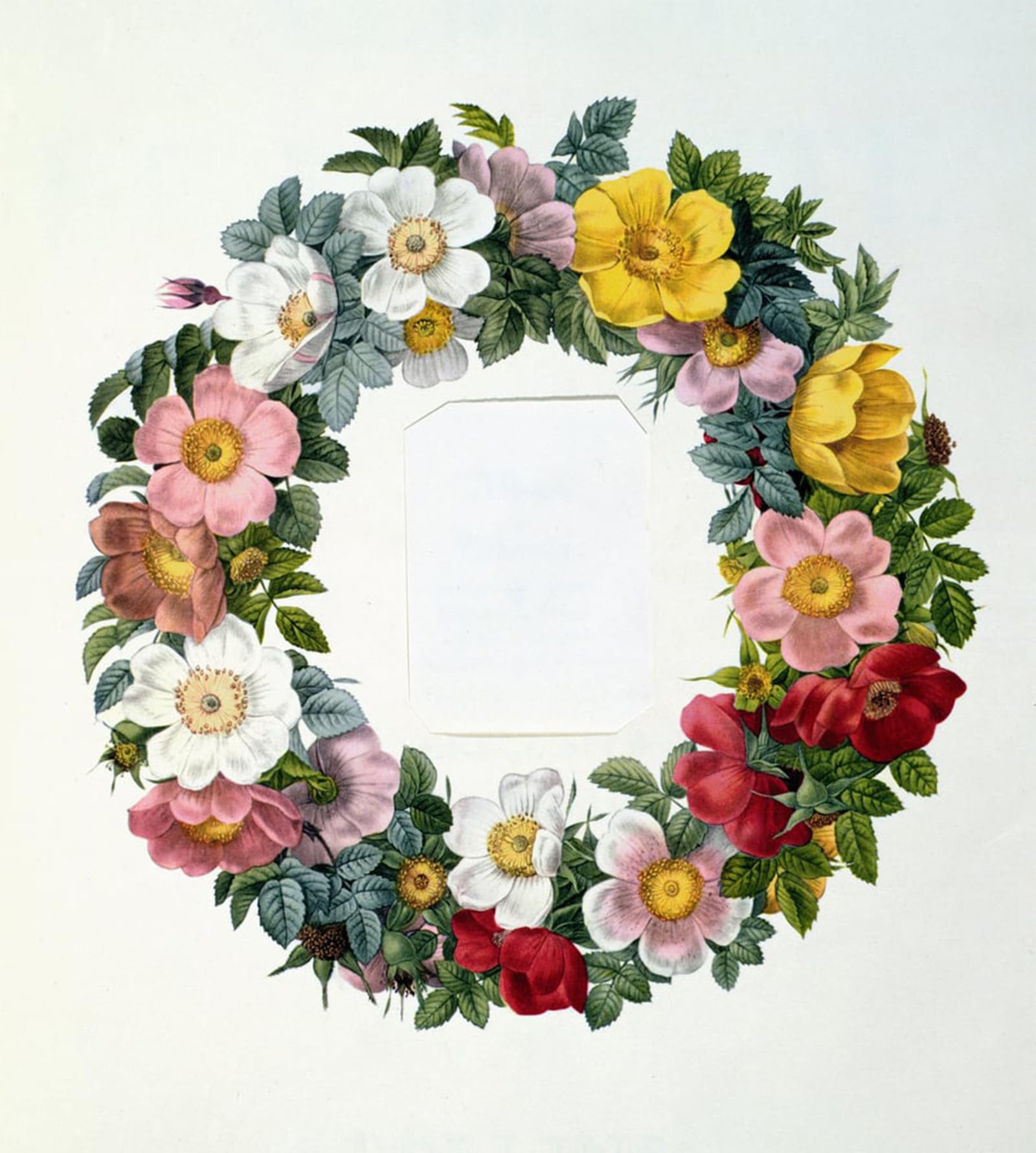 POSTERIIk Vintage Art Print Images Pictures Print Wreath of Roses Frontispiece for 'Les Roses' by Pierre Redouté Modern Colour Posters for Office Home Decor 60x90cm