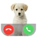Dog Call