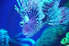 Review Image by Michael Michael