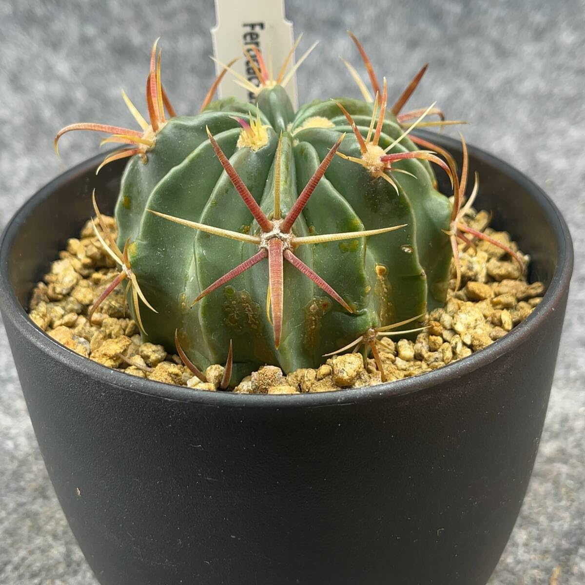 Amazon.co.jp: 鉢ごと発送フェロカクタス 日の出丸 Ferocactus