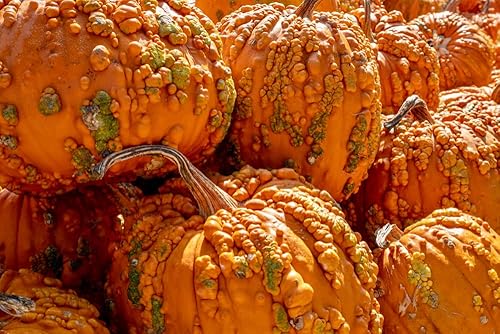 Semillas de calabaza para plantar (10 semillas) - Calabazas verrugosas de naranja