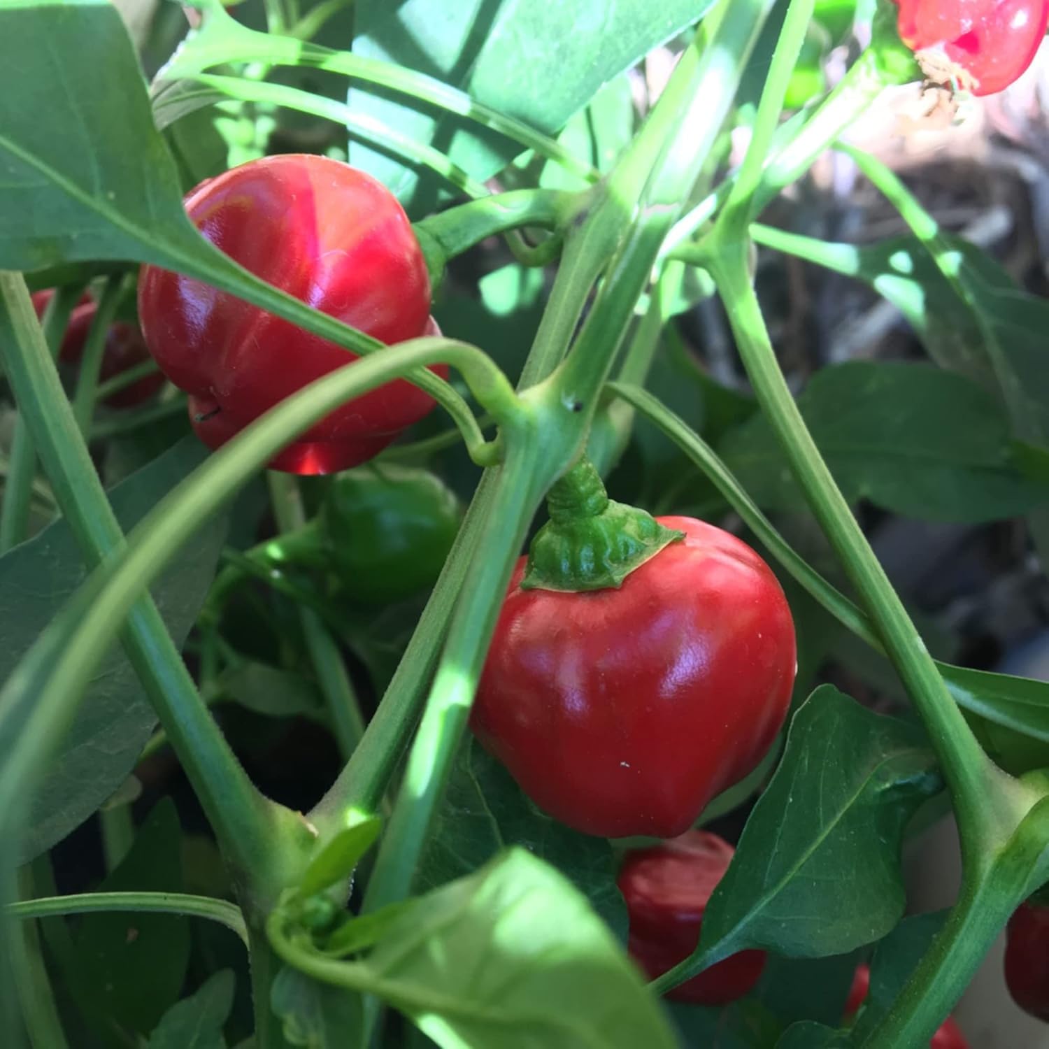 Red Cherry Bomb Pepper Plant Three (3) Live Plants Each 75 Days Old Not in Pots - Super Hot Pepper for Planting in Your Organic Garden