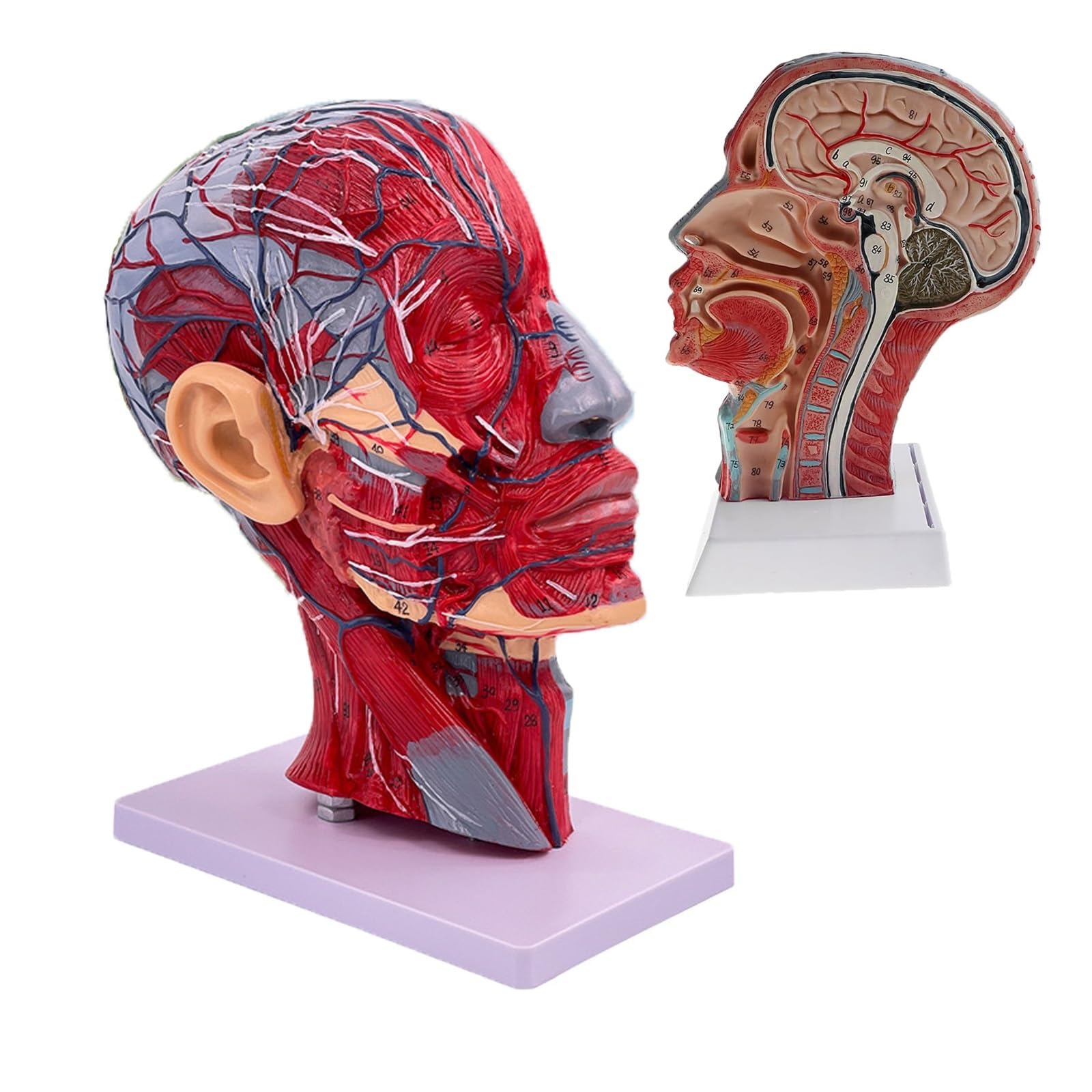 Amazon.com: Human Head Superficial Neurovascular Model,1:1 Life