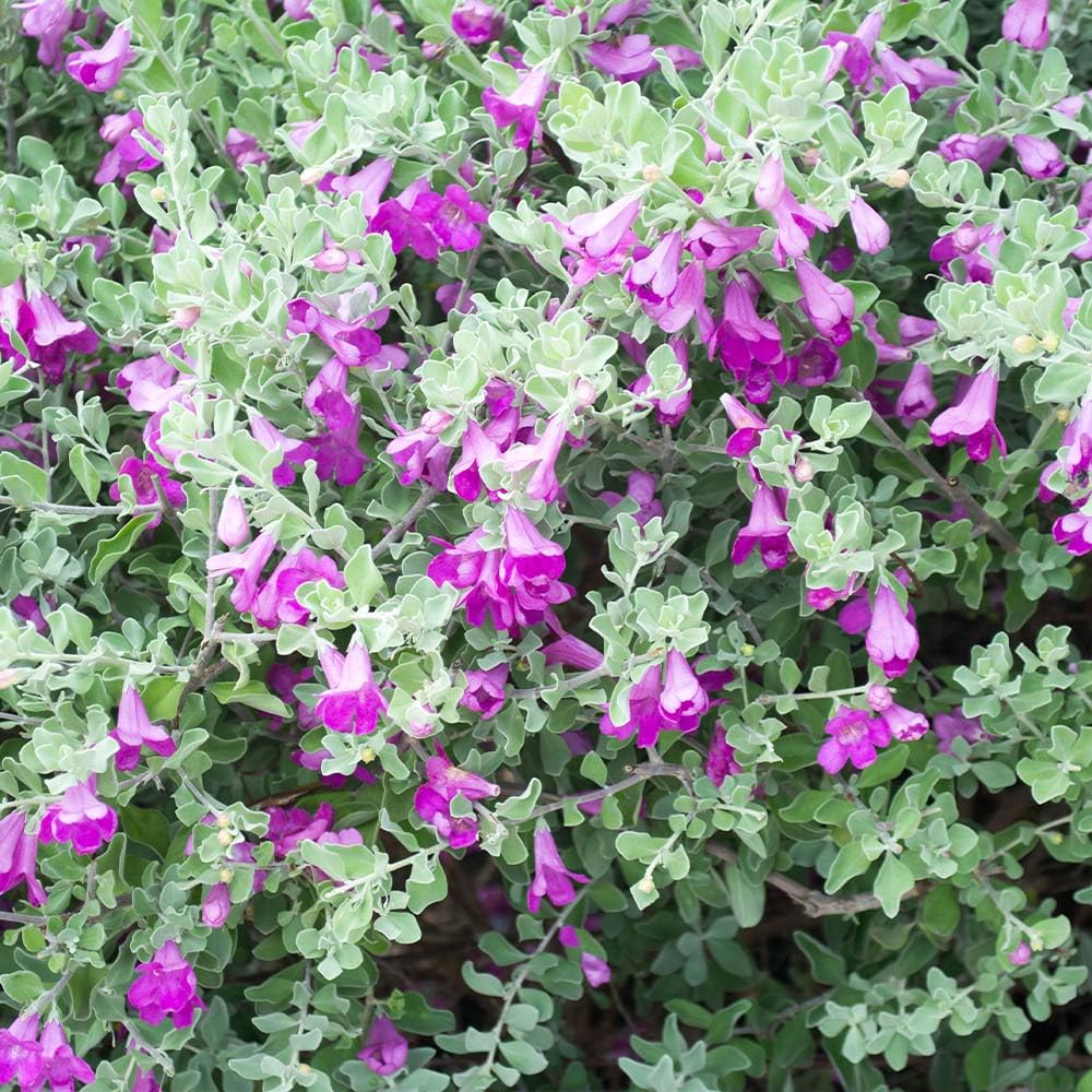 PMK E Store Nikotia Leucophyllum Texas Sage Live Plant (B0D1HFWSTY) Amazon Price History, Amazon Price Tracker