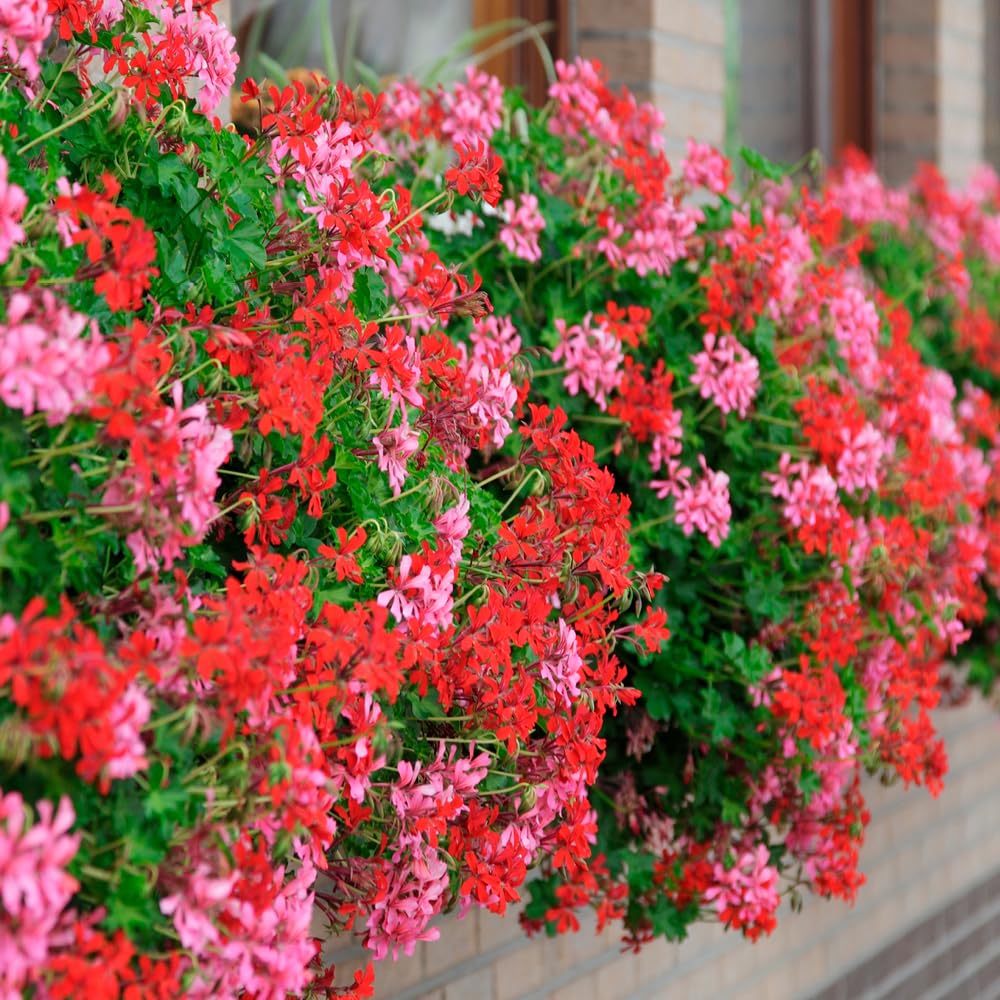 Yougarden Geranium Decora Balcony Mixed Plug Plants X12