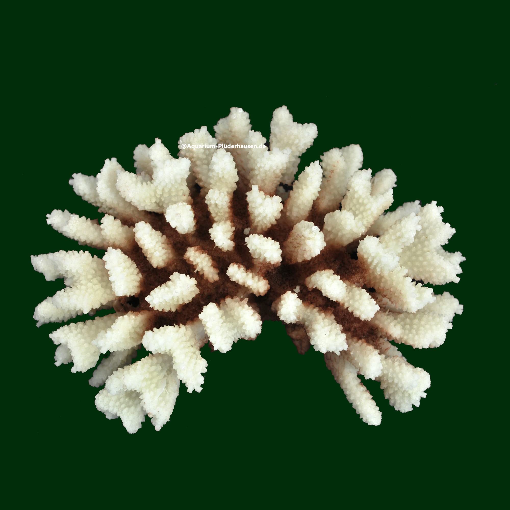Steinkoralle, 21x15x8 cm, SPS, Meerwasseraquarium Korallen, Acropora Nachbildung