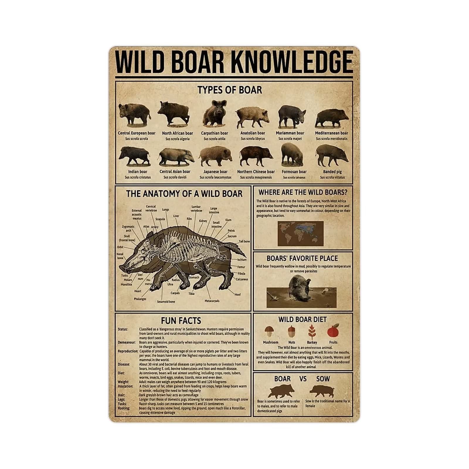 FJQWKLF Wild Boar Knowledge Metal Tin Signs Wild Boar Infographic Posters Wild Animal Encyclopedia Plaques Education Wall Decor For Home Room Classroom Office 8x12 Inches