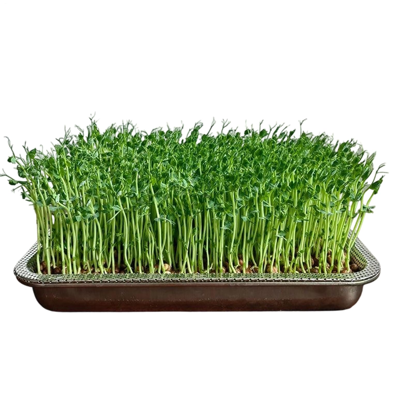 Sprossen Anzuchtschale Edelstahl Rostfrei Große Kapazität Anzucht Behälter | Kleine Anzuchtschale Für Pflanzen Und Sprossen Für Bohnen, Innen- Und Außenbereich, Garten, Zuhause Und