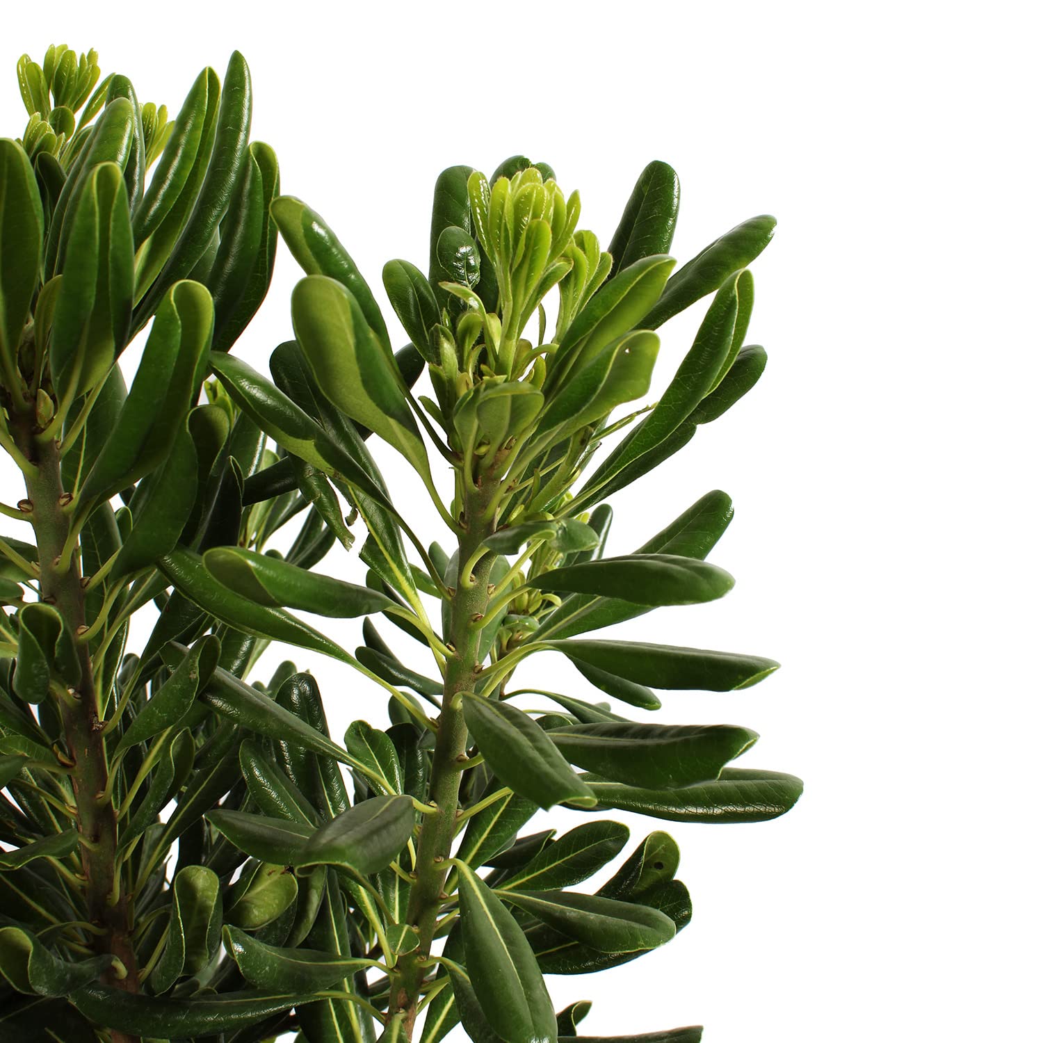 KENTIS - Pittosporum Tobira - Plantes de Haie - Plantes Vraies d'Extérieur - H 80-100 cm Pot de Ø 24 cm