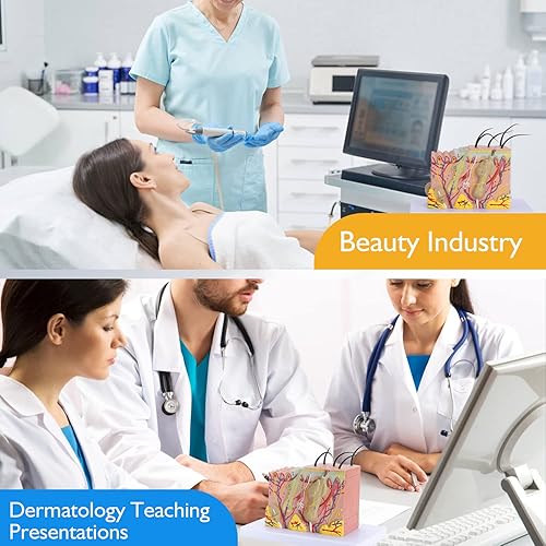 Miniatura 5 de faruijie Modelo 35x de la piel humana - modelo anatómico del color de la piel de la estructura de la piel de 35 veces que enseña el modelo médico