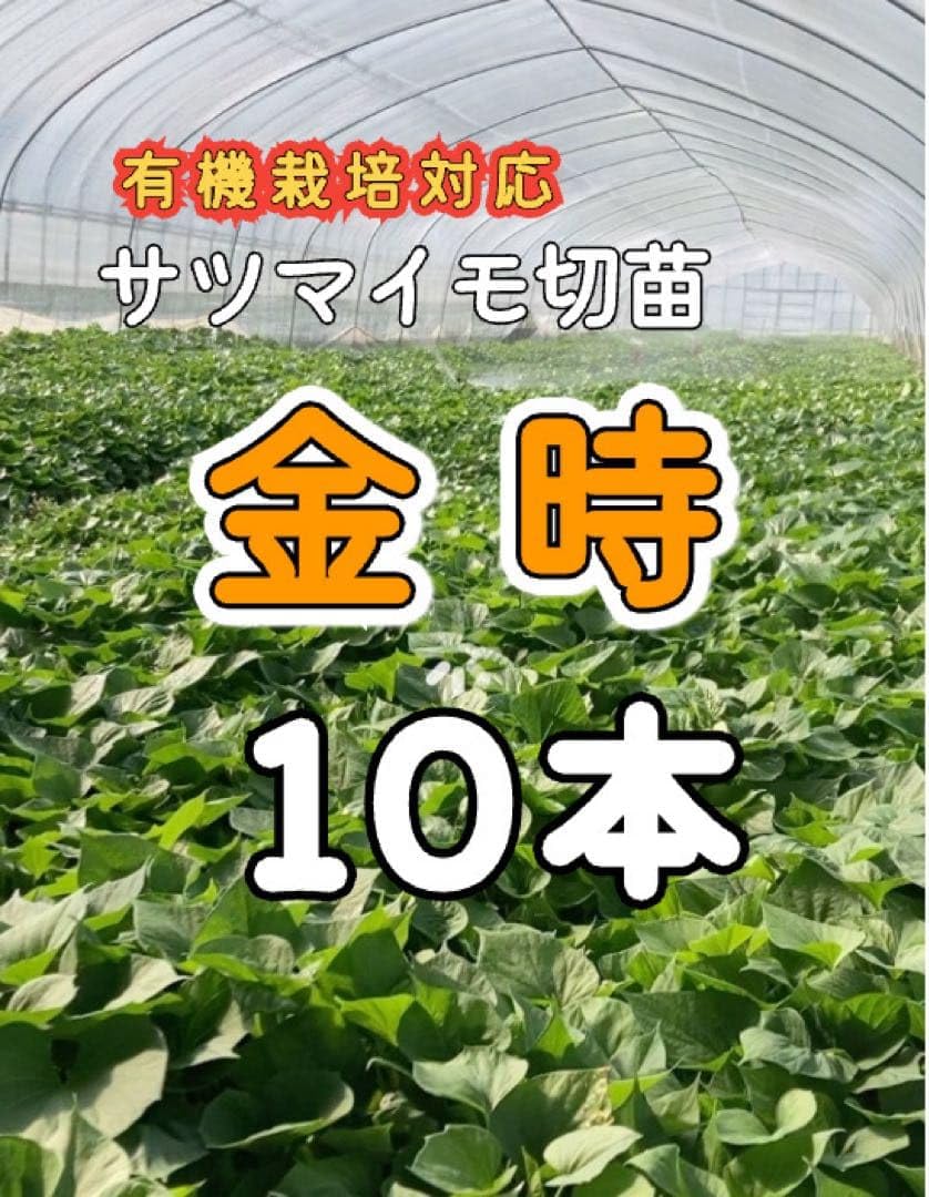 Amazon.co.jp: サツマイモ切苗 金時苗 10本 : DIY・工具・ガーデン