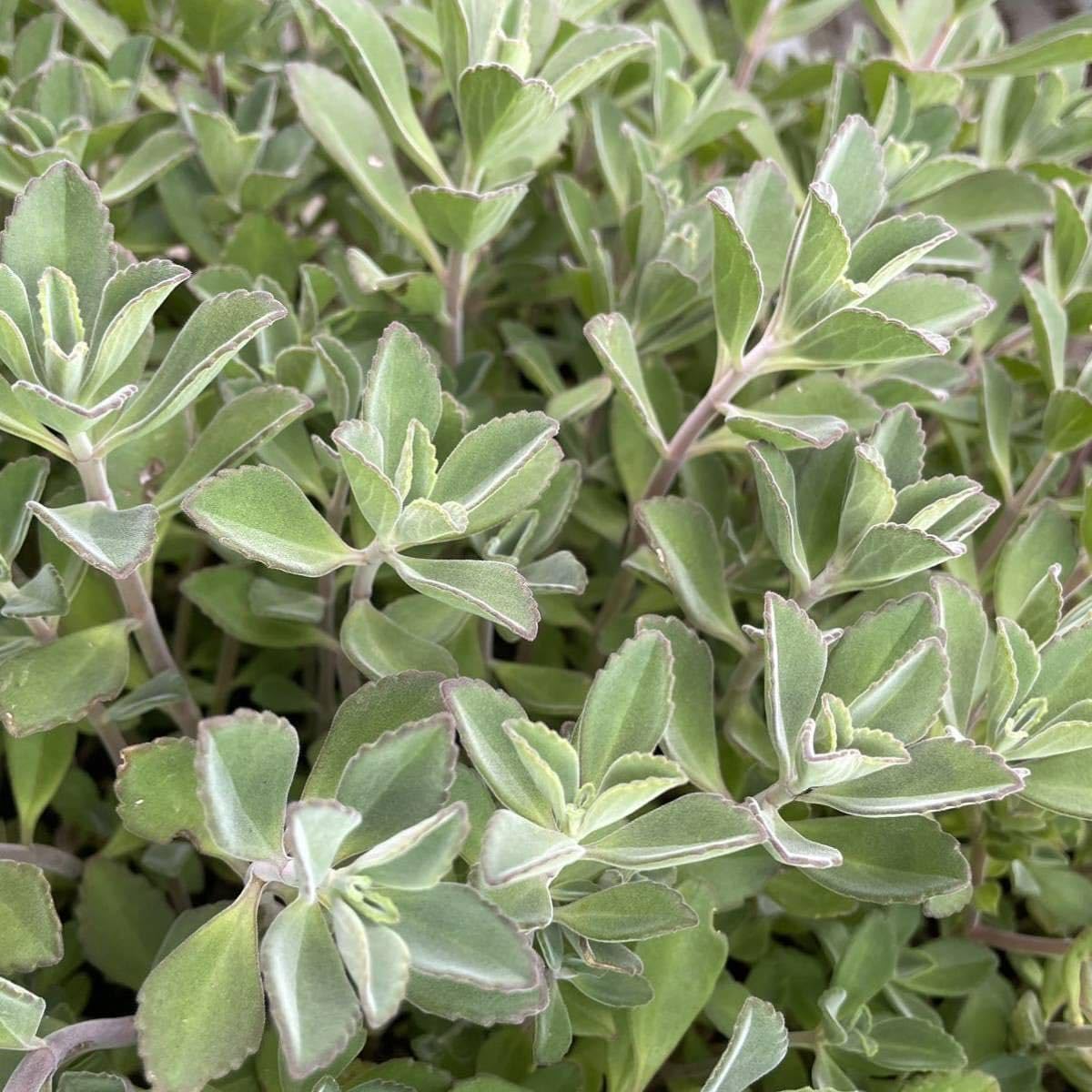 多肉植物❤️フロリディティール ❤️1大頭5小頭11cm拔き苗三年生