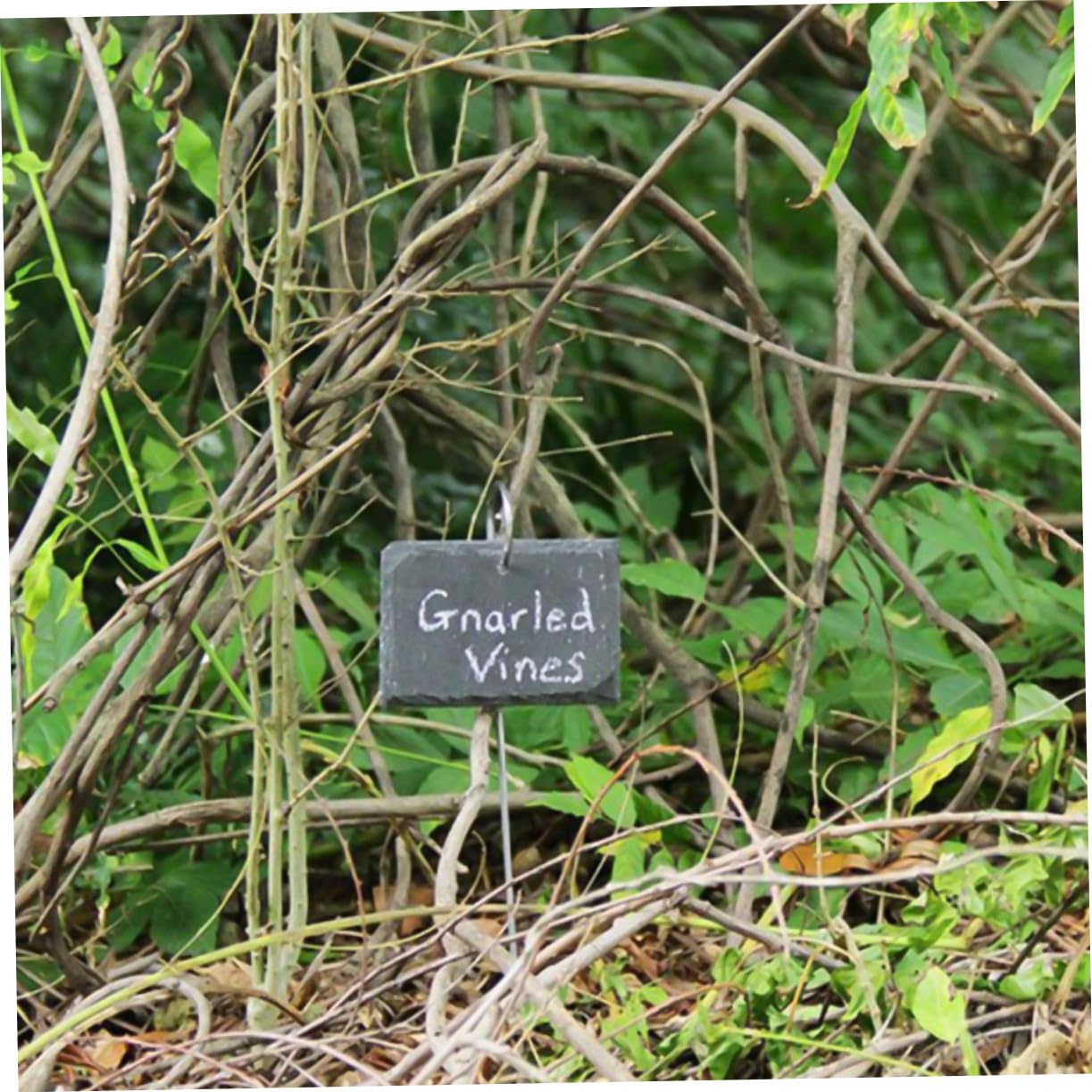 BESPORTBLE Etichette per Piante in Ardesia, Marcatori da Giardino Riutilizzabili in Acciaio Inossidabile, Facili da Scrivere, per Giardini e Parchi,