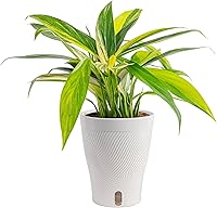 Vista 21 de Costa Farms Trending Tropicals - Planta de interior viva Begonia maculata de 15 pulgadas de alto, en maceta decorativa blanca