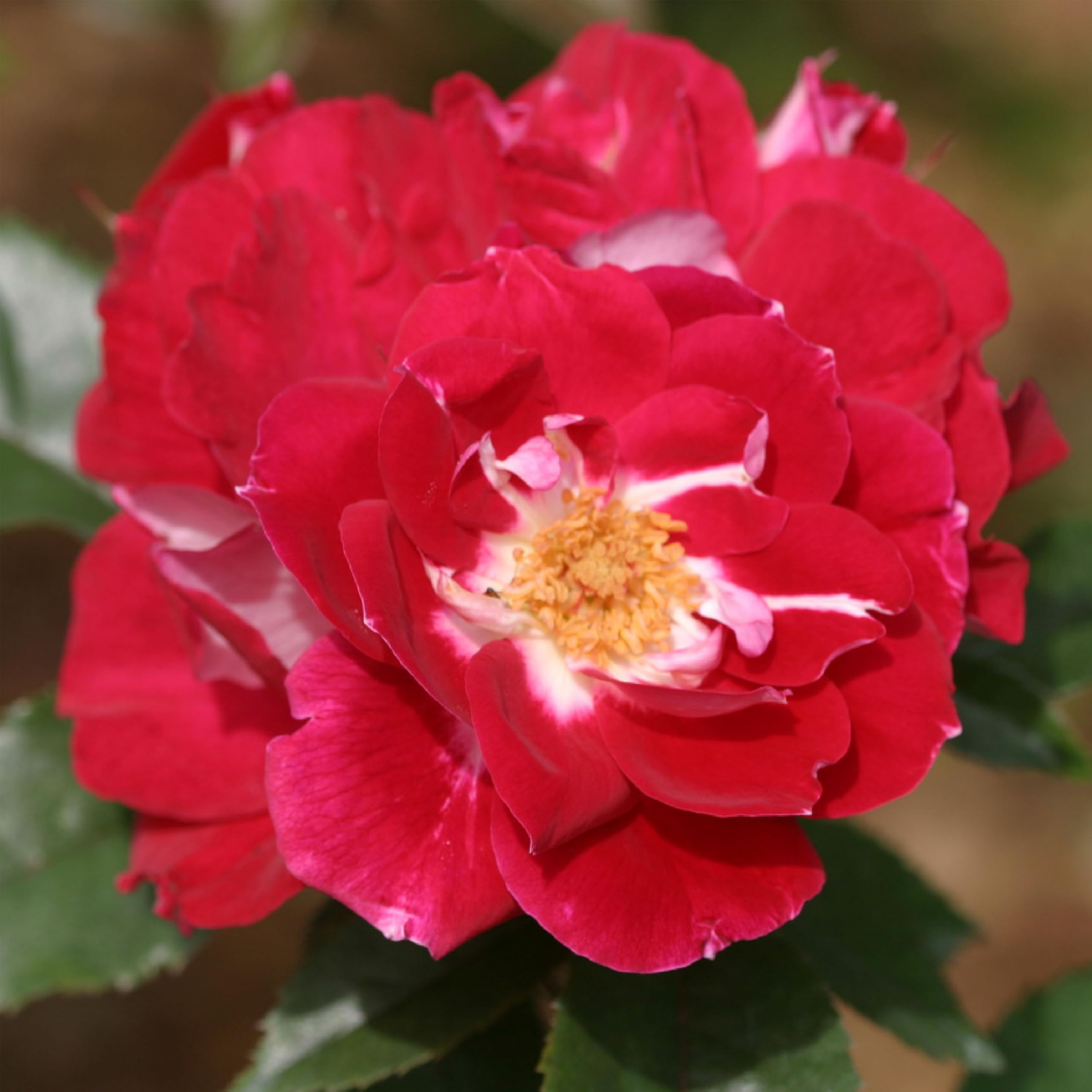 Amazon.com : Heirloom Floribunda Roses, Live Own Root Plant, Old