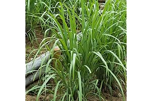 2 Lemon Grass Live Plants in 4" Pot