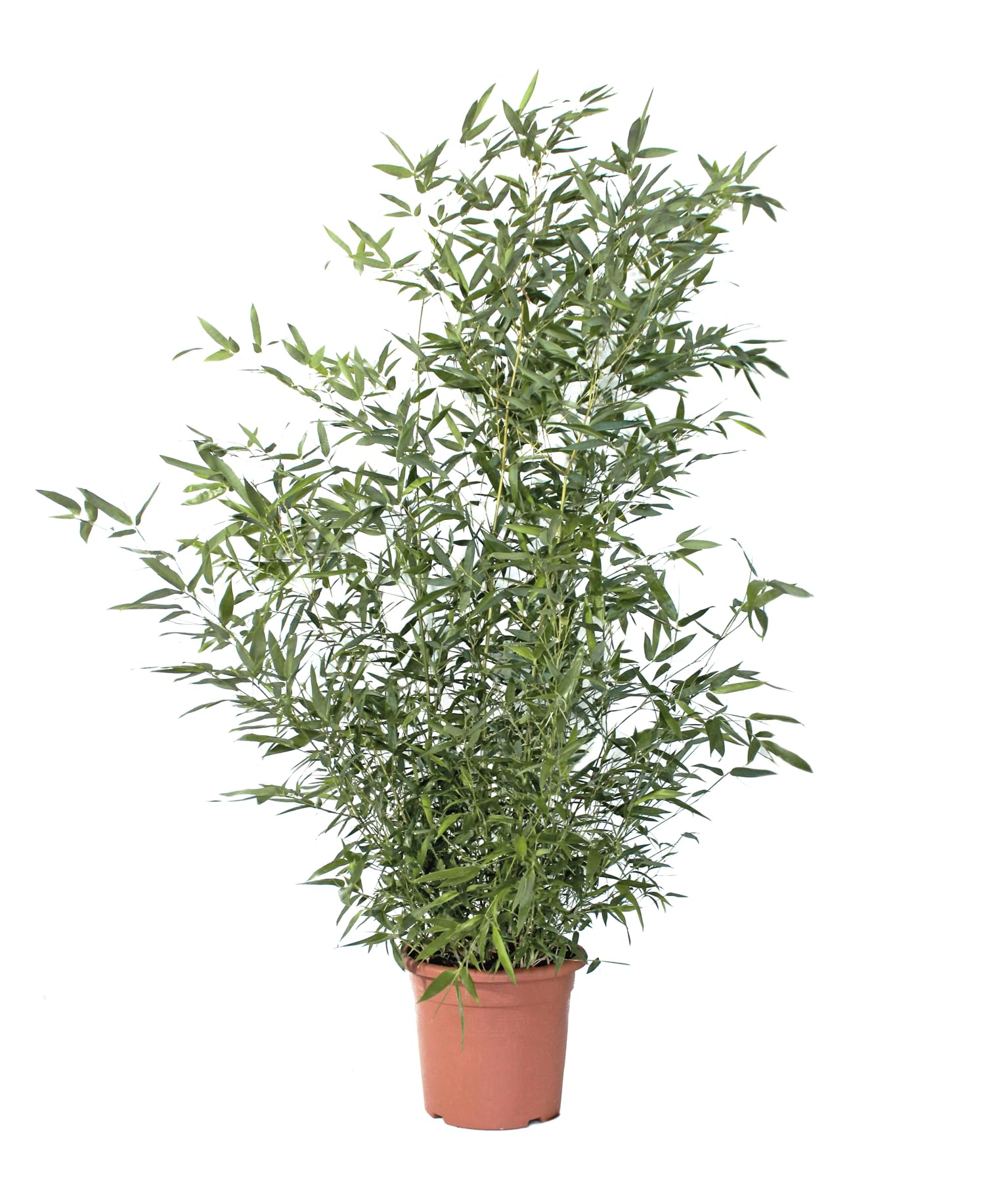 KENTIS - Bambou Bissetii - Bambusa Phyllostachys Bissetii - Vraies Plantes d'Éxterieur de Balcon de Jardin - Vraie Bambou - H 170-200 cm Pot Ø 24 cm