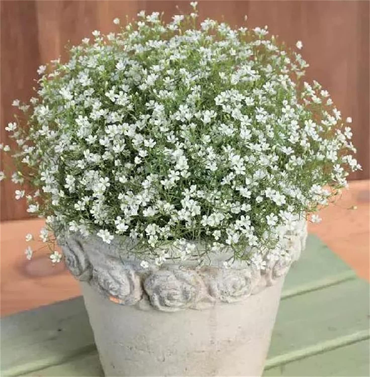 SRI SAI FORESTRY Gypsophila Flowers (Baby Breath) Flower Seeds (Pack 100) - Snow Flakes (B0C4WFKC4V) Amazon Price History, Amazon Price Tracker