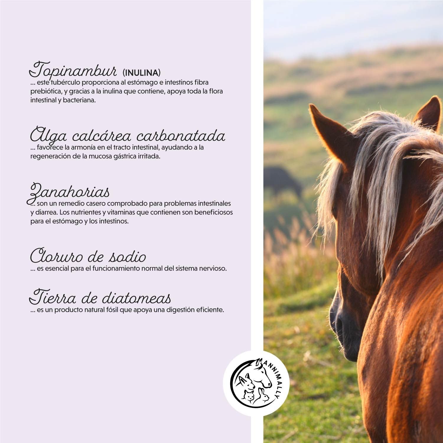 Polvo probiótico para Caballos - 750 g de Polvo intestinal con levadura Viva para una Flora intestinal Saludable - Bacterias intestinales para la rehabilitación intestinal en Caballos