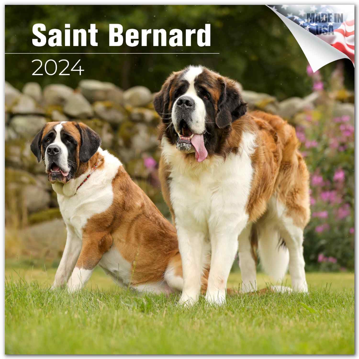 bernard mix saint bernard female price