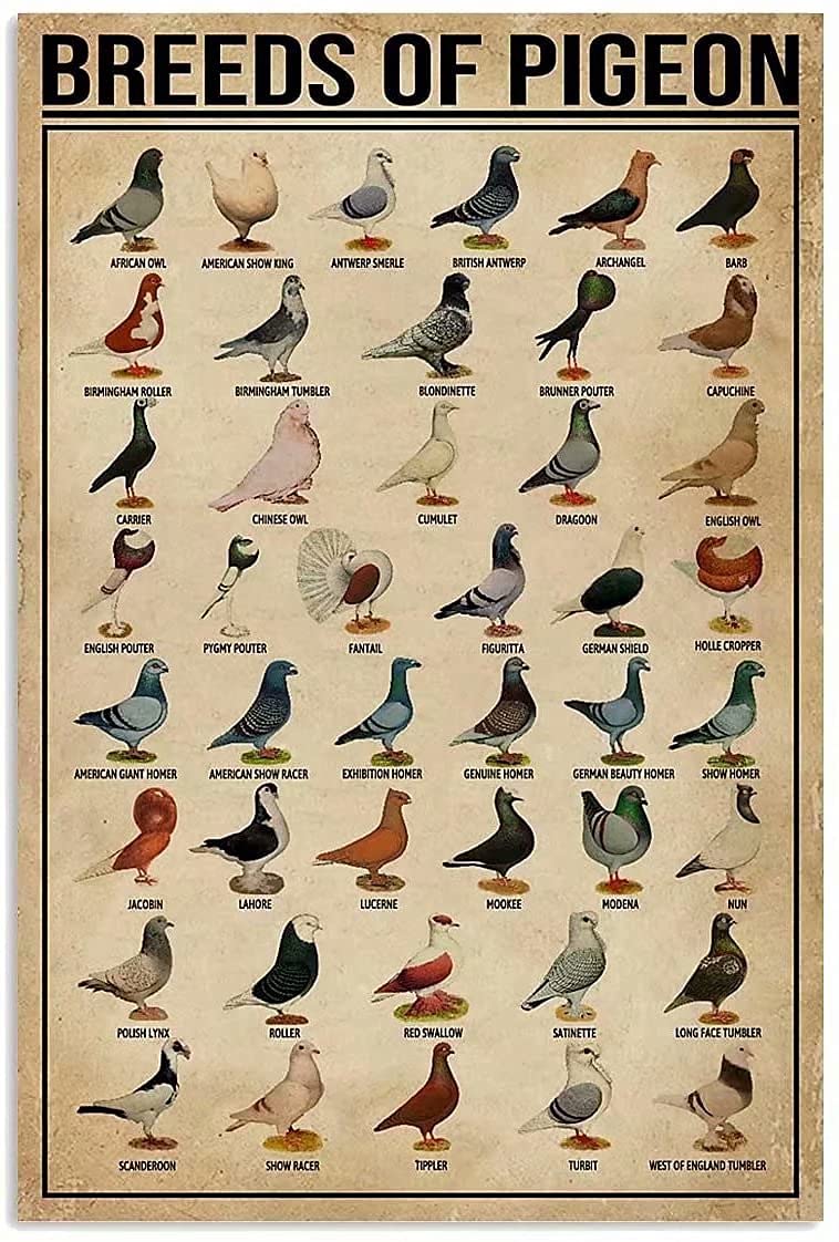 Lsjuee Breeds Of Pigeon Knowledge Vintage Metal Sign Metal Tin Sign Wall Decoration For Family School Office Cafe Man Cave Gift 8X12 Inch