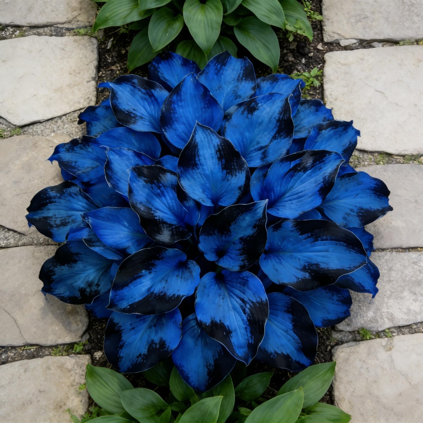 Midnight Blue Heart Hosta Bulbs: Fast-Growing, Shade-Tolerant- Suitable for Garden Landscape Design- Excellent Display -3 Bulbs-E