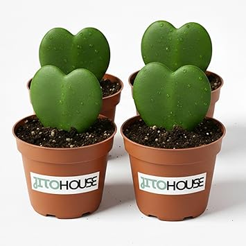 JitoHouse Hoya Kerrii Succulent Plant