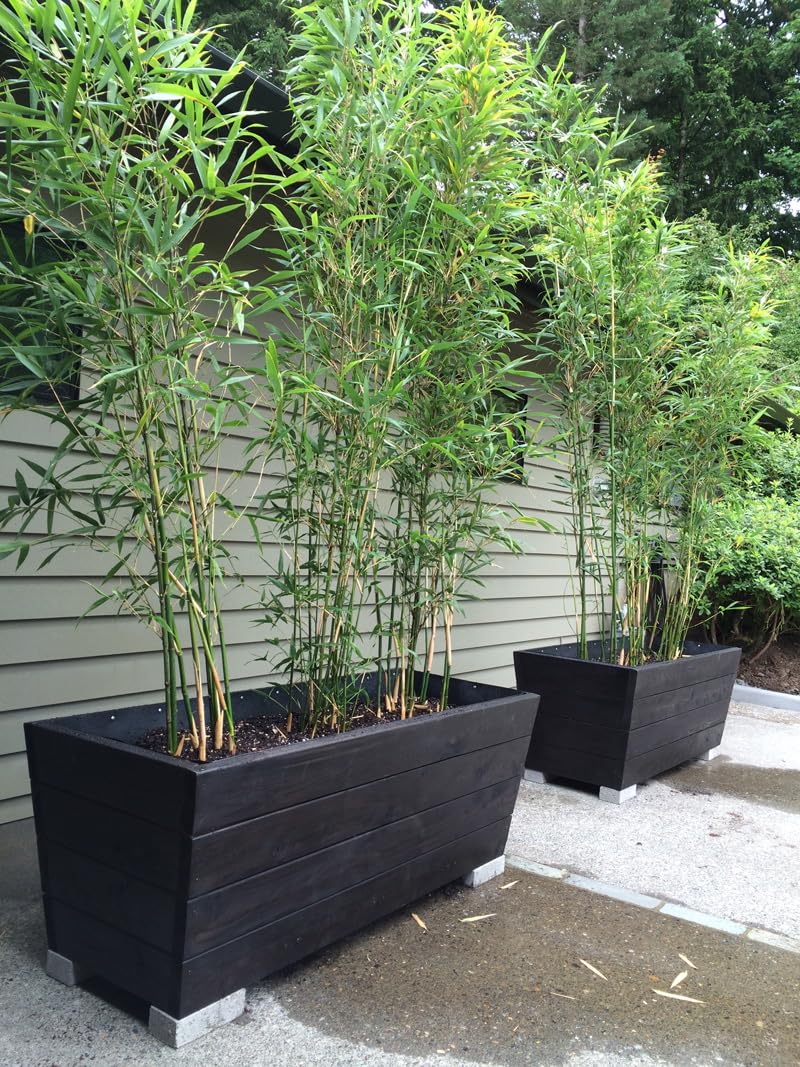 Phyllostachys bissetii – bamboo sempreverde rustico – ideale per siepi e schermature naturali pianta in vaso ø18 cm h. 150 cm circa Vivaio di Castelletto