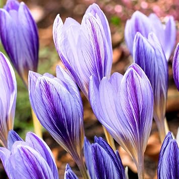 50pcs Saffron Crocus Seeds Autumn Crocus Autumn Flowering Elven Crocus Garden Crocus Seeds for Wonderful Flower Carpets