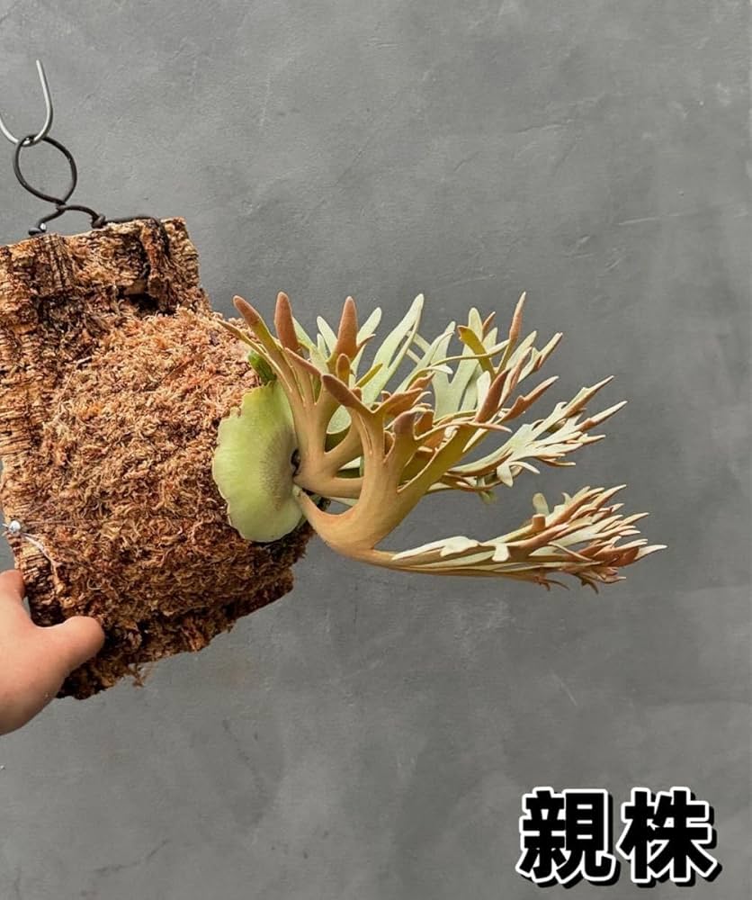 ビカクシダ willinckii Golden Boy 金童 管理番号④ 【公式通販】 ビカクシダ willinckii Golden Boy 金童 管理番号④ 【公式通販】