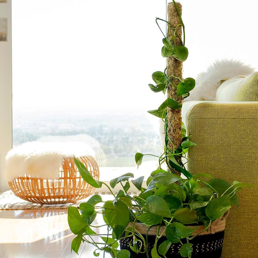 712kATCunsL._AC_UF894,