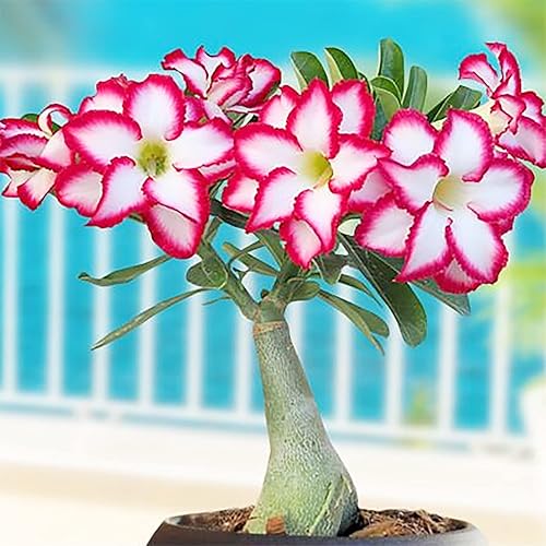 QAUZUY GARDEN 10 semillas de rosa del desierto Adenium Obesum semillas de flores de reliquia de primera calidad sin OMG Planta suculenta perenne