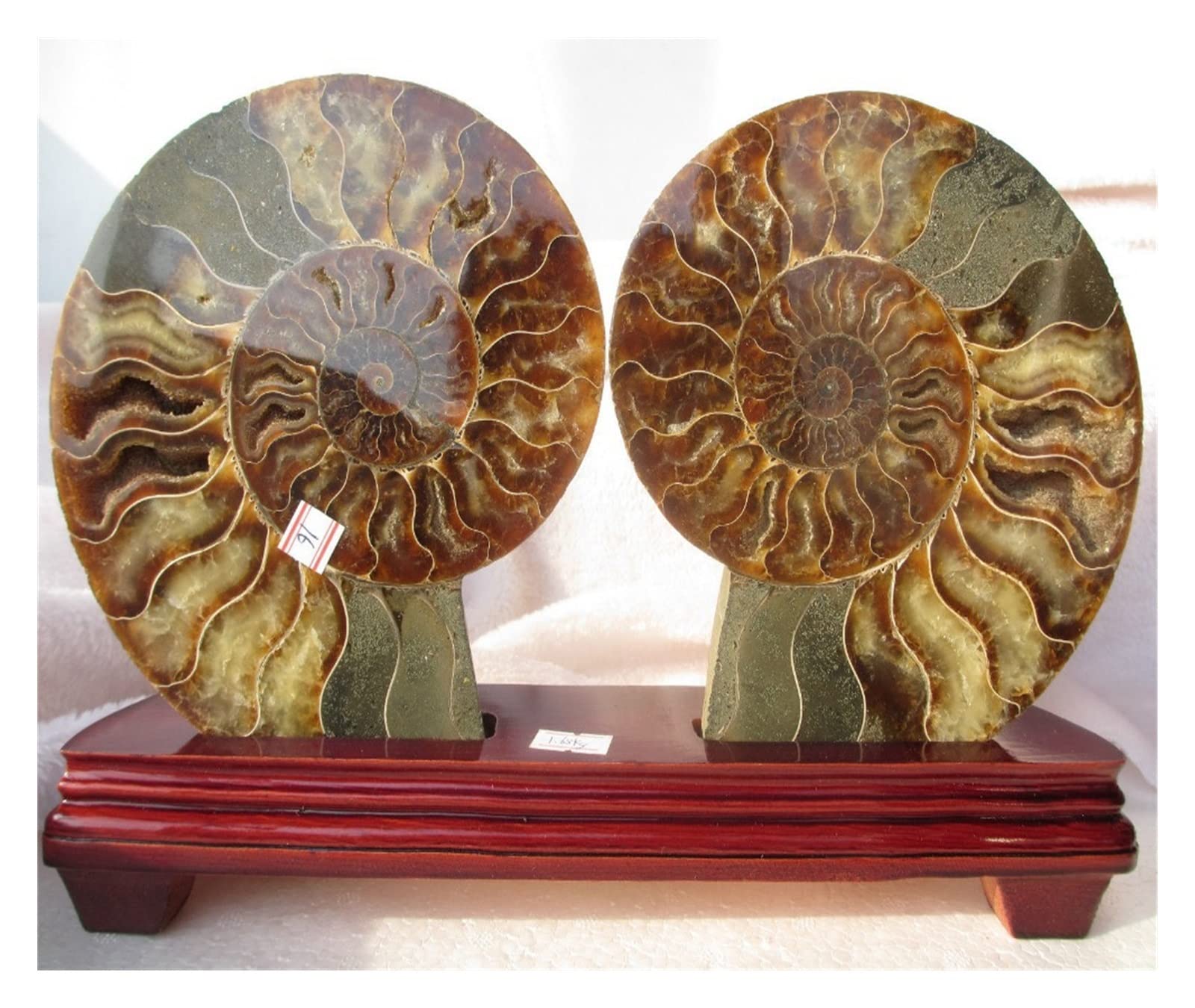 1 pairs ammolite nautilus madagascar fossil specimen 1400g+stand
