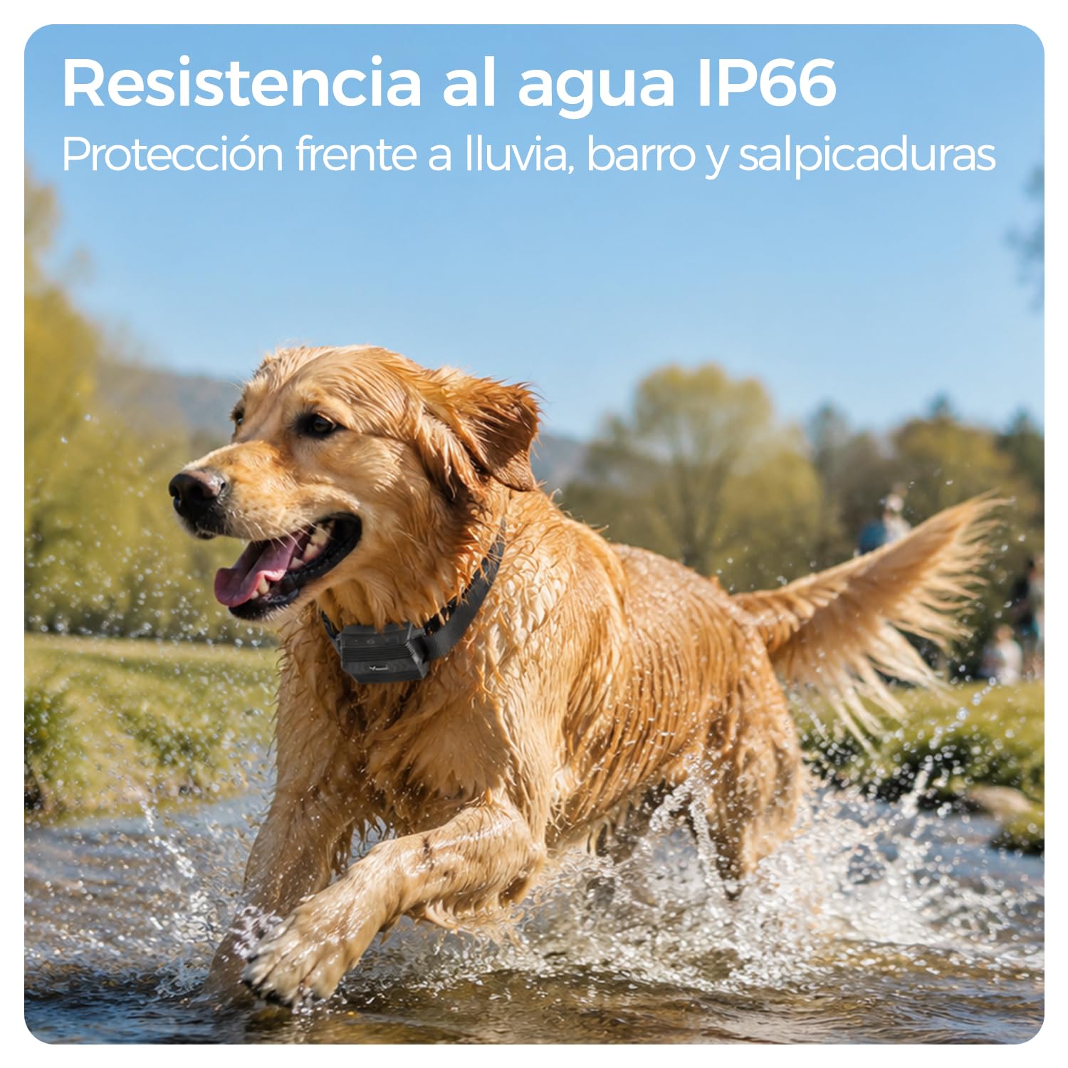 Localizador GPS para Collar de Ganado 4G con Collar Ajustable, Rastreador GPS para Animales IP66 Impermeable, Batería 3000 mAh, Geovalla, App/Web, Rutas 180 Días para Vacas, Ovejas y Perros de Caza
